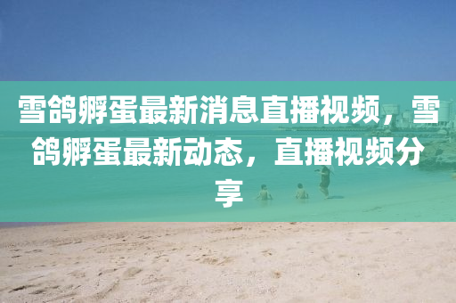 雪鴿孵蛋最新消息直播視頻，雪鴿孵蛋最新動態(tài)，直播視頻分享